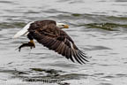 Adult Bbald Eagle with Fish